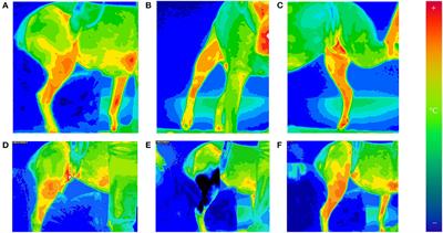 Thermographic Evaluation of the Duration of Skin Cooling After Cryotherapy in Dogs Following Tibial Plateau Leveling Osteotomy Surgery